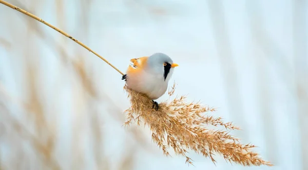 Beautiful nature scene with Bearded Parrotbill Panurus biarmicus. Wildlife shot of Bearded Parrotbill Panurus biarmicus on the grass, winter, sitting on a blade of grass. — Stock Photo, Image