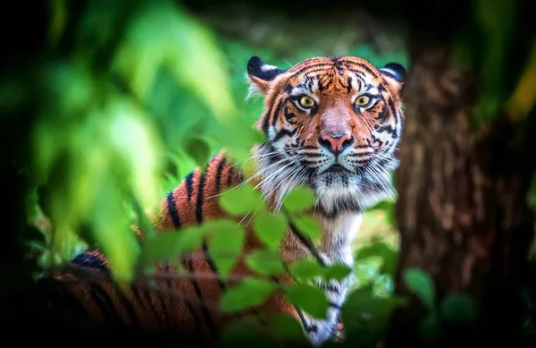 A malajziai tigris Panthera tigris tigris, ül, és egy veszélyes pillantást, figyeli a zsákmány. — Stock Fotó