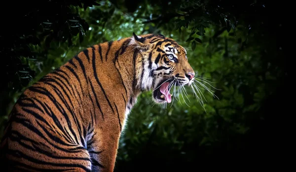 Malezyjski tygrys Panthera tygrys tygrys, siedzi i ryczy z otwartymi ustami i duże białe kły zęby są widoczne. — Zdjęcie stockowe