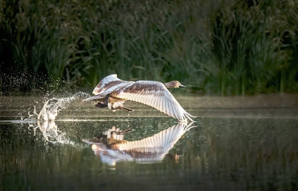 Cisne de pé com asas estendidas em uma rocha em água azul-verde, cisne branco na água, cisne branco correndo na água . — Fotografia de Stock