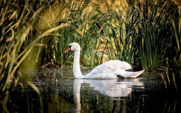 Лебедь стоит с распростертыми крыльями на скале в сине-зеленой воде, белый лебедь на воде, белый лебедь плавает в зеленой тростниковой траве . — стоковое фото