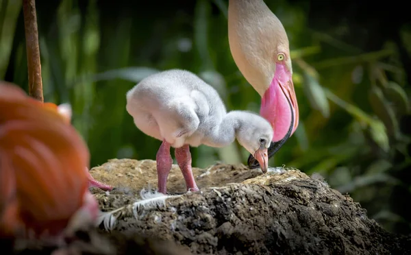 Flamingos Phoenicopteridae newborn baby with his mother, the flamingo's chick is at his mother's guard and cares for him. Royalty Free Stock Images