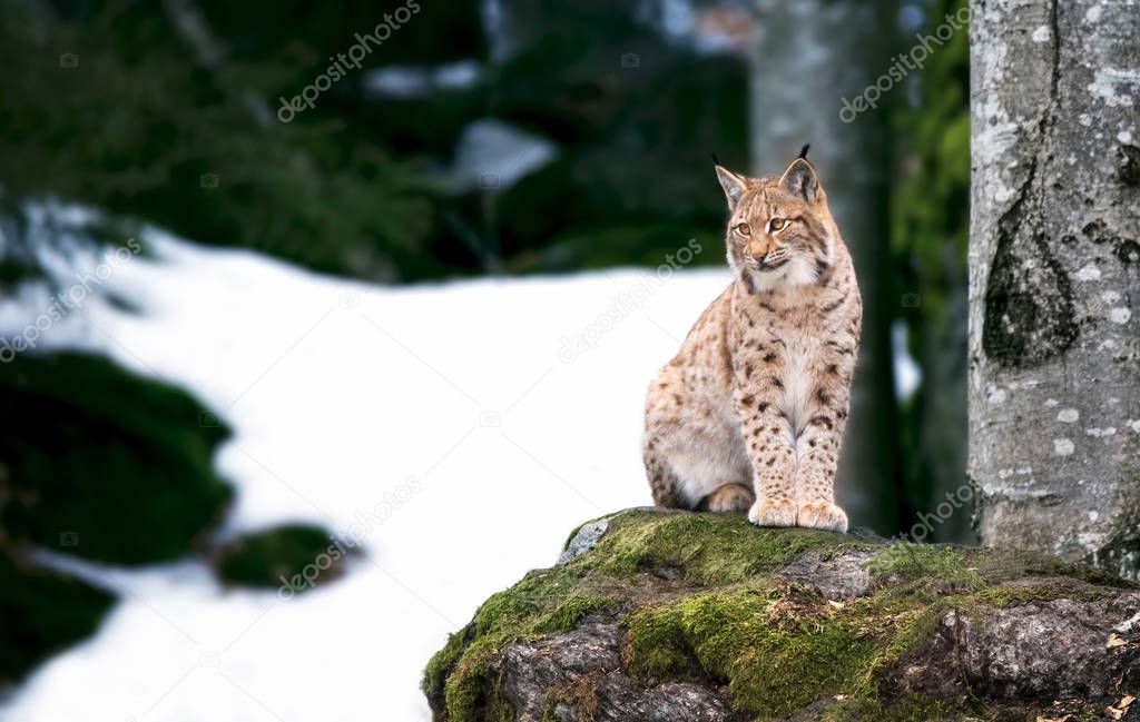 Lynx looks with predatory eyes from the shelter, Hiding in the woods behind a tree while walking, lying and watching, sitting on a rock and watching.