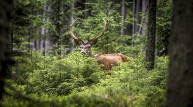 Geyik, Cervus elaphus, kadifede boynuzları büyüyen. Derin ladin ormanlarında kocaman bir geyik. Baharda vahşi hayvanlar .