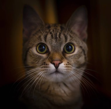 Saklanan yeşil gözlü kedi, karanlık bir geçmişi var, evcil hayvan bakıyor..