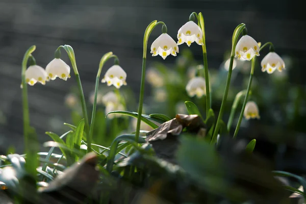 눈송이 꽃이 핀다. 봄에 처음으로 눈에 띄는 것중 하나. — 스톡 사진