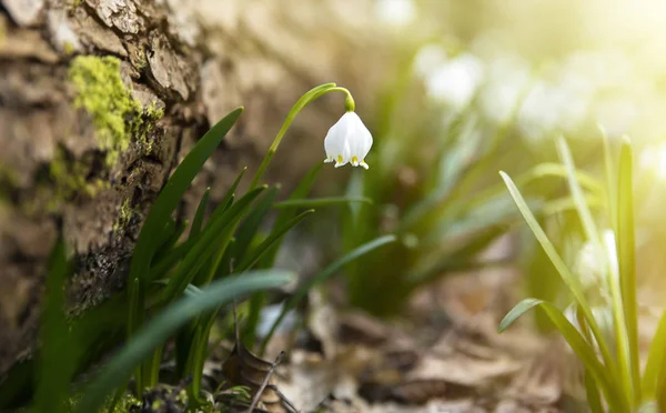 Floco de neve flor florescendo. Um dos primeiros a ser visto na primavera . — Fotografia de Stock