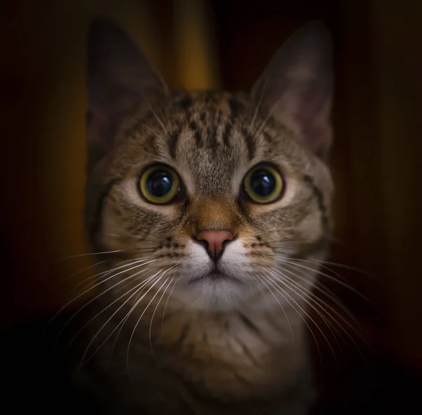 Saklanan yeşil gözlü kedi, karanlık bir geçmişi var, evcil hayvan bakıyor.. — Stok fotoğraf