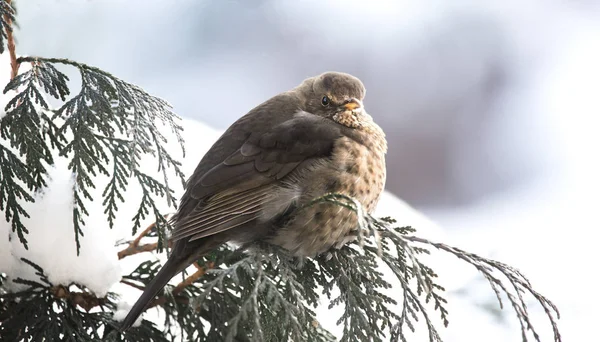 Mirlo eurasiático en arbusto con nieve, pájaro en invierno, pájaro negro, pájaro y nieve . — Foto de Stock