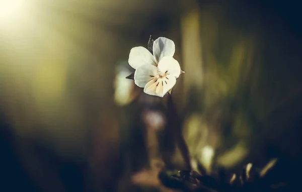 Journée fantastique avec des collines en fleurs dans la lumière du soleil magique au crépuscule. Scène matinale dramatique et pittoresque . — Photo