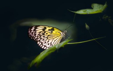 Kelebek, yaprakta oturan muhteşem kelebek, dinleniyor, güzel renkler, zarif ve narin bir yaratık..