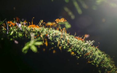 Yosun kaplı ağaç gövdesi, yosun hala hayat ışığı.