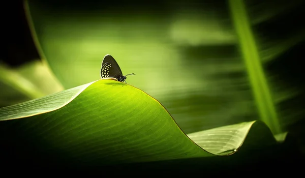 Borboleta, linda borboleta sentada em uma folha, descansando, cores bonitas, criatura elegante e delicada . — Fotografia de Stock