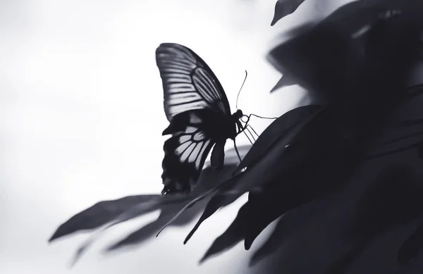 Бабочка, великолепная бабочка, сидящая на листе, отдыхающая, красивые цвета, элегантное и нежное создание . — стоковое фото