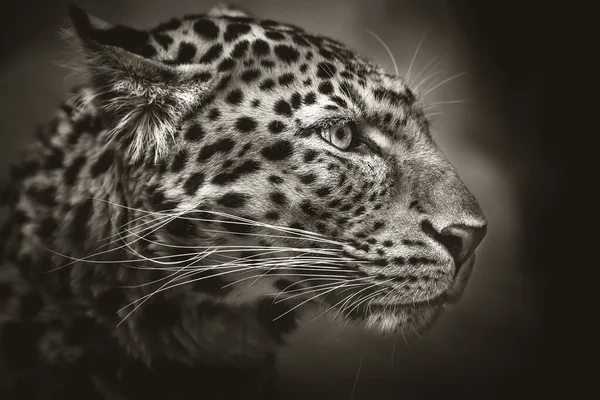 Léopard nord-chinois, léopard, tête, noir et blanc . — Photo