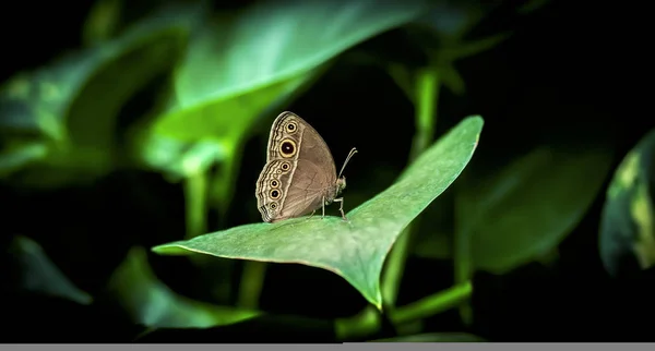 Mariposa, hermosa mariposa sentada en una hoja, descansando, hermosos colores, criatura elegante y delicada . — Foto de Stock