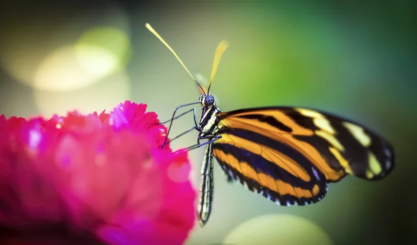 Schmetterling, wunderschöne Schmetterling sitzt auf einem Blatt, ruht, schöne Farben, elegante und zarte Kreatur. — Stockfoto