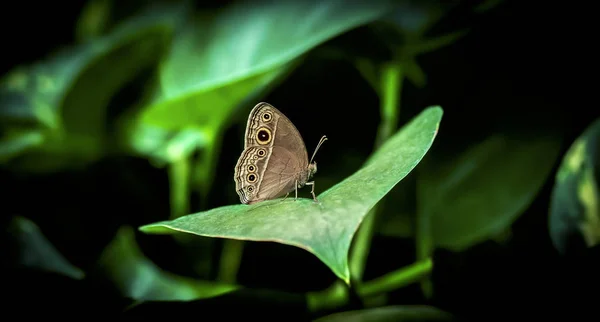 Fjäril, vacker fjäril sitter på ett löv, vila, vackra färger, elegant och delikat varelse. — Stockfoto