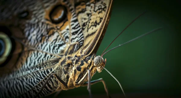 Papillon, magnifique papillon assis sur une feuille, reposant, belles couleurs, créature élégante et délicate . — Photo