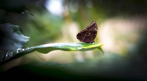 Papillon, magnifique papillon assis sur une feuille, reposant, belles couleurs, créature élégante et délicate . — Photo