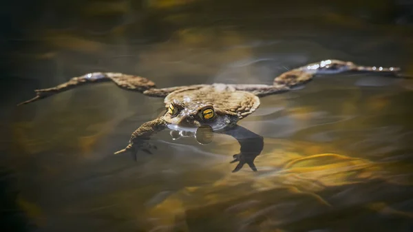 Makro Portrét ropuchy obecné Bufo spinosus nebo Bufo bufo. — Stock fotografie