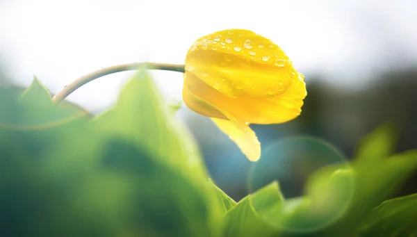 Campo de tulipas coloridas da mola que desvanecem-se na distância como uma borda mais baixa em um fundo branco com copyspace — Fotografia de Stock