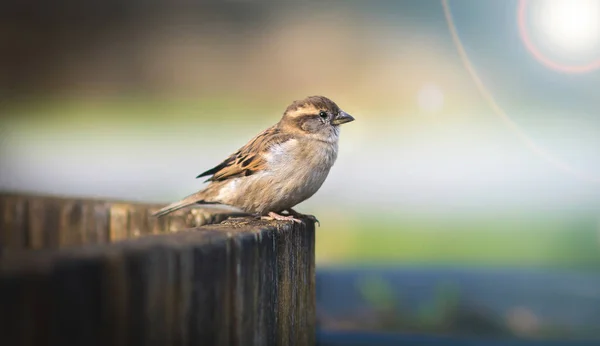 House sparrow Passer domesticus family sparrows Passeridae Europe. — Stock Photo, Image