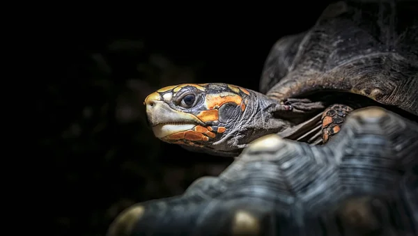 Schildpad op een donkere achtergrond close-up, Centrochelys sulcata. — Stockfoto