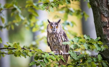 Uzun Kulaklı Baykuş ağaçta oturuyor.