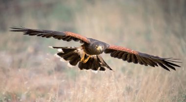 Harris Hawk, Parabuteo Unicinctus uçuyor. Doğadan vahşi hayvan sahnesi. Uçan yırtıcı kuş.