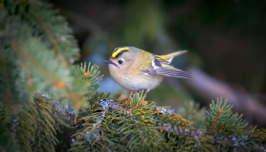 Ladin dalında oturan altın arma. Regulus regulus Avrupa 'nın doğadaki en küçük ötücü kuşu..