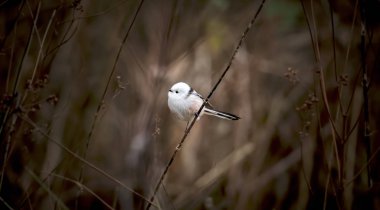 Uzun kuyruklu meme aegithalos ağacın dalında otururken uyarıyor. Vahşi hayattaki sevimli tüylü kuş..