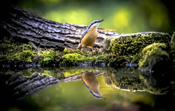 Eurasian nuthatch, wood nuthatch, Sitta europaea, Reflection in water, sitting at waterhole near water. — стокове фото