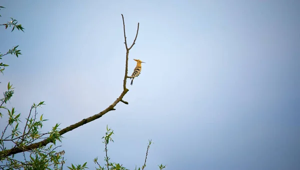 Krásná Hoopoe, Eurasian Hoopoe Upupa epops, prsní profil, stojící na větvi. — Stock fotografie