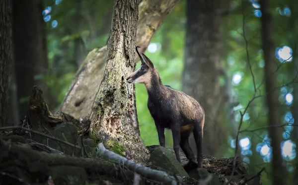 森の中のシャモア(Rupicapra rupicapra) 。チェコ共和国のStudenec丘、 Alpの動物。動物と野生動物のシーン. — ストック写真