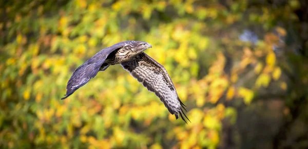 Buzzard fly in the forest. Autumn wildlife Bird of prey Common Buzzard, Buteo buteo flight.