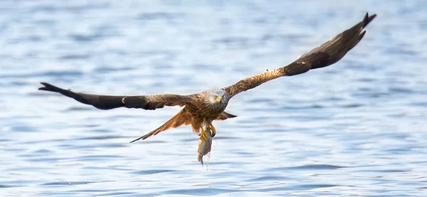 A Red Kite Milvus milvus bird flying away with a large fish it just caught from the sea