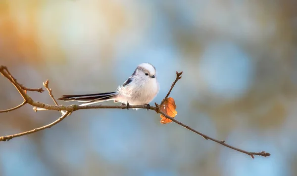 Langstaartmees aegithalos caudatus zittend op tak van de boom. Leuk klein pluizig vogeltje in het wild. — Stockfoto