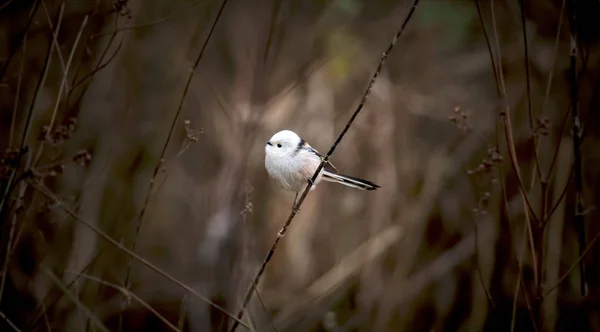 Long-tailed tit aegithalos caudatus sitting on branch of tree. Cute little fluffy bird in wildlife. — Stock Photo, Image