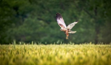 Kadın Batı marsh harrier, sirk aeruginosus, arama ve üstündeki bir alan avcılık uçuş bir yırtıcı kuş