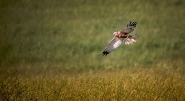 Kadın Batı marsh harrier, sirk aeruginosus, arama ve üstündeki bir alan avcılık uçuş bir yırtıcı kuş