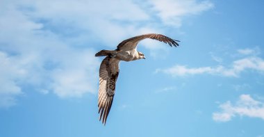 Bir Osprey Kuşu Pandion haliaetus Kanatları Geniş Açılmış Uçuş Avında