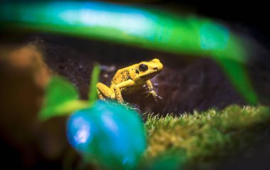 Golden Poison Arrow Frog Phyllobates terribilis. Colourful bright yellow tropical frog. clipart