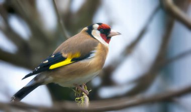 Goldfinch Carduelis carduelis çaydanlıkla besleniyor. İspinoz ailesindeki renkli erkek kuş..