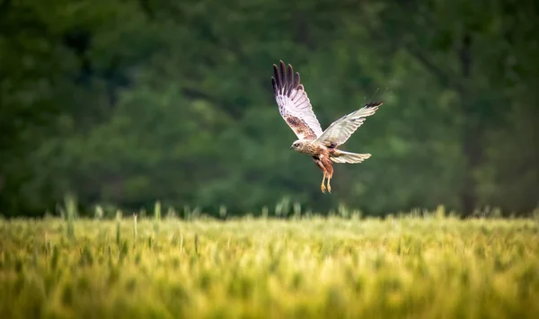 Busard des marais de l'Ouest femelle, Circus aeruginosus, oiseau de proie en vol cherchant et chassant au-dessus d'un champ — Photo