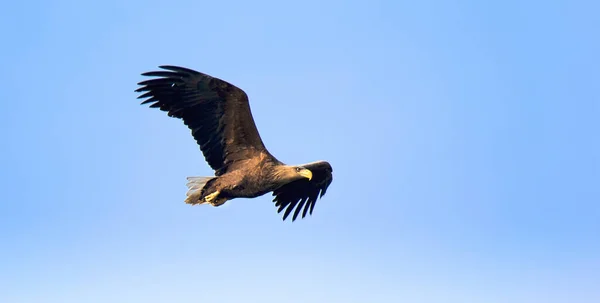 Aquila dalla coda bianca adulta in volo. Sullo sfondo cielo. Nome scientifico: Haliaeetus albicilla . — Foto Stock