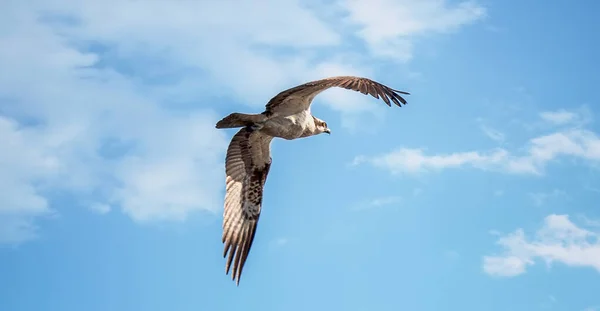 Un pájaro pescador Pandion haliaetus en caza de vuelo con sus alas extendidas —  Fotos de Stock
