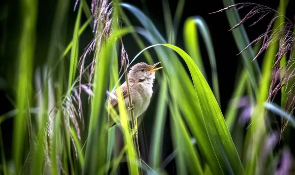 The great reed warbler Acrocephalus arundinaceus. Water bird hunt insects for their young in the nest. — Stock Photo, Image