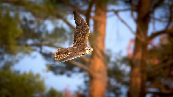 Saker valk, Falco cherrug, roofvogel op de vlucht. — Stockfoto