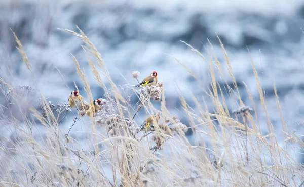 White morning European Goldfinch - Carduelis carduelis. — Stock Photo, Image